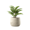 Indoor Plant 04